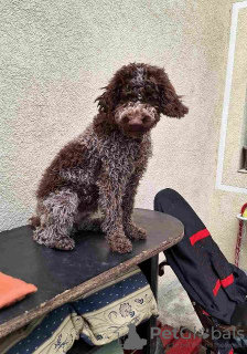 Photos supplémentaires: Chiots Lagotto Romagnolo