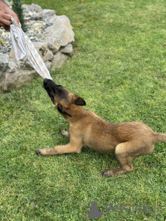 Photos supplémentaires: Chien de berger belge - Malinois