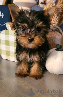 Photo №1. yorkshire terrier - à vendre en ville de Heidenheim | 550€ | Annonce №132642