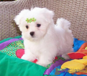 Photo №1. bichon maltais - à vendre en ville de Huddersfield | 400€ | Annonce №107008