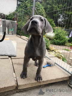 Photo №1. dogue allemand - à vendre en ville de Gotland | 2000€ | Annonce №168380