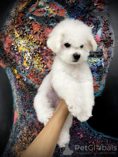 Photo №2 de l'annonce № 76769 de la vente bichon à poil frisé - acheter à Serbie éleveur