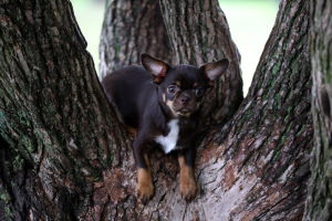 Photo №4. Je vais vendre chihuahua en ville de Saint-Pétersbourg. de la fourrière, éleveur - prix - Négocié