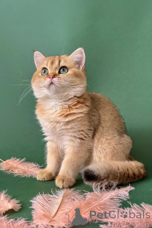 Photo №1. british shorthair - à vendre en ville de District de Lincoln | négocié | Annonce № 173848