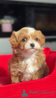 Photo №3. Mini fille caniche maltais. Allemagne