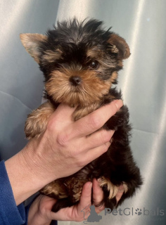 Photo №2 de l'annonce № 142481 de la vente yorkshire terrier - acheter à Fédération de Russie de la fourrière, éleveur
