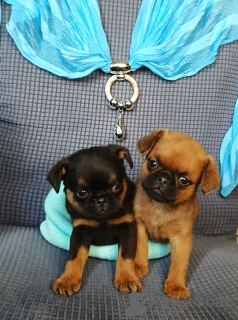 Photo №3. Chiots Petit Brabançon acheter à Moscou. Fédération de Russie