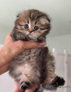 Photo №4. Je vais vendre munchkin en ville de Marseille. annonce privée, éleveur - prix - 500€