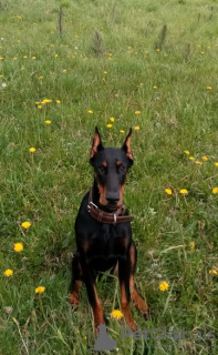 Photos supplémentaires: chiot dobermann