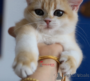 Photo №3. Britishorthair NY 12 Pedigree complet masculin. Turquie