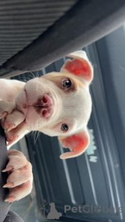 Photo №2 de l'annonce № 176774 de la vente american pit bull terrier - acheter à Belgique éleveur