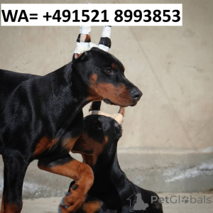 Photo №1. dobermann - à vendre en ville de Göteborg | 900€ | Annonce №147976