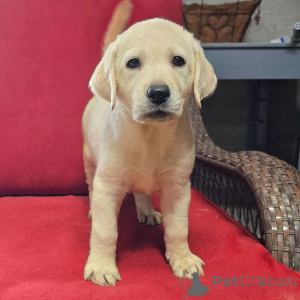 Photo №4. Je vais vendre labrador retriever en ville de Berlin. annonce privée - prix - 600€