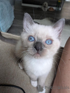 Photo №1. ragdoll - à vendre en ville de Korschenbroich | 350€ | Annonce № 173641