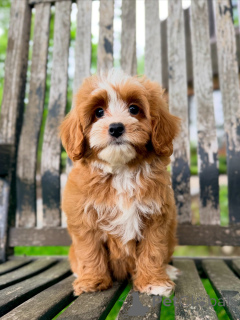 Photo №1. chien bâtard - à vendre en ville de Karlovy varie | négocié | Annonce №169339