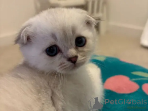 Photo №1. scottish fold - à vendre en ville de Biefeld | 580€ | Annonce № 175704