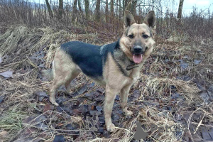 Photo №3. Merveilleux chien alma comme cadeau. Biélorussie