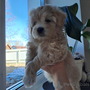 Photo №4. Je vais vendre maltipu en ville de Mogilyov. éleveur - prix - 781€