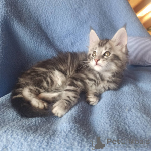 Photo №4. Je vais vendre maine coon en ville de Дитрамсцелль. de la fourrière - prix - 769€