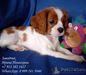 Photo №2 de l'annonce № 11578 de la vente cavalier king charles spaniel - acheter à Fédération de Russie éleveur