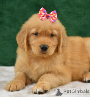 Photo №3. Acheter Golden Retriever-puppy. Belgique