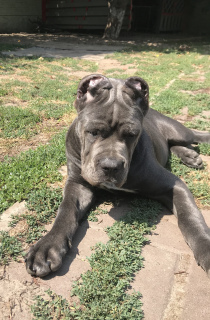 Photo №2 de l'annonce № 3055 de la vente cane corso - acheter à Ukraine éleveur