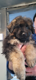 Photo №2 de l'annonce № 159969 de la vente berger allemand - acheter à USA annonce privée