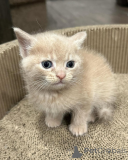 Photo №2 de l'annonce № 150618 de la vente chat de gouttière - acheter à Allemagne de l'abri, éleveur