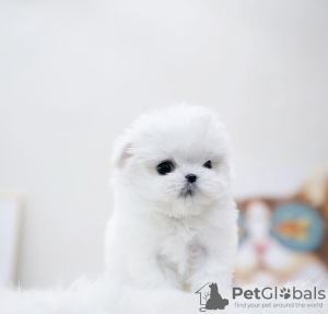 Photo №2 de l'annonce № 105236 de la vente bichon à poil frisé - acheter à USA annonce privée, éleveur