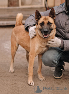 Photo №1. chien bâtard - à vendre en ville de Saint-Pétersbourg | Gratuit | Annonce №165127