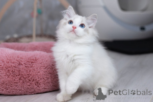 Photo №1. ragdoll - à vendre en ville de Tel Aviv | 2656€ | Annonce № 140596