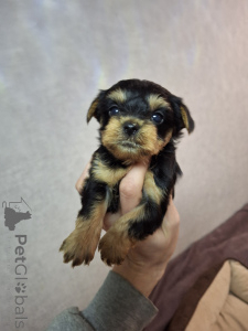 Photo №1. biewer yorkshire terrier, yorkshire terrier - à vendre en ville de Helsinki | 700€ | Annonce №160164