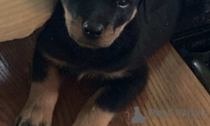 Photo №1. rottweiler - à vendre en ville de Tulcea | négocié | Annonce №160037