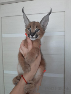 Photos supplémentaires: chatons caracal et caracat disponibles