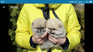 Photo №4. Je vais vendre  en ville de Kiev.  - prix - Gratuit