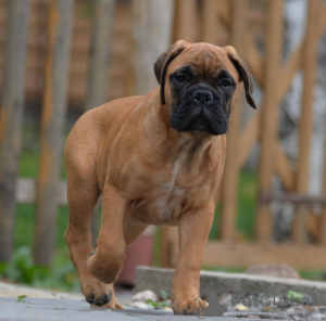 Photo №1. bullmastiff - à vendre en ville de Donnybrook | 946€ | Annonce №50394