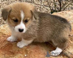 Photo №2 de l'annonce № 123835 de la vente welsh corgi - acheter à La finlande annonce privée, éleveur