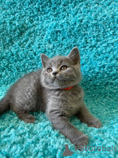 Photo №1. british shorthair - à vendre en ville de Brest | 550€ | Annonce № 113144