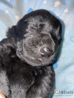 Photos supplémentaires: Schnauzer géant chiots mignons à vendre