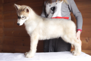 Photo №2 de l'annonce № 4732 de la vente husky de sibérie - acheter à Fédération de Russie de la fourrière