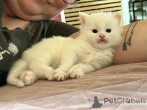 Photo №3. Exotisches Kurzhaarkätzchen Zur Adoption. Allemagne