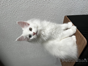 Photo №4. Je vais vendre maine coon en ville de Pyatigorsk. de la fourrière - prix - 1078€