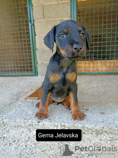 Photo №2 de l'annonce № 70694 de la vente terrier de chasse allemand - acheter à Serbie 