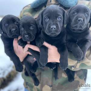 Photo №3. Chiots labradors. Lituanie