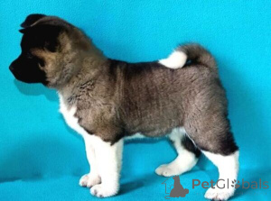 Photo №1. akita (chien) - à vendre en ville de Blason | négocié | Annonce №170292
