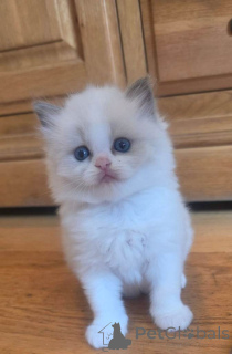 Photo №1. ragdoll - à vendre en ville de Malaga | négocié | Annonce № 176415