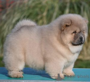 Photo №2 de l'annonce № 139196 de la vente spitz nain - acheter à Serbie 