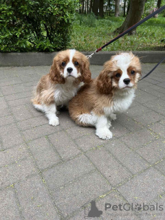 Photos supplémentaires: Douce fille Amanda Cavalier King Charles Spaniel