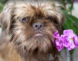 Photos supplémentaires: Chiots Gryffondor