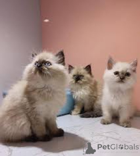 Photo №1. himalayen - à vendre en ville de Vienne | 580€ | Annonce № 163815